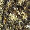 Flitry černo-zlaté květy š.130