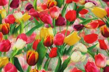 Úplet pestrofarebný, motív tulipány, š.160